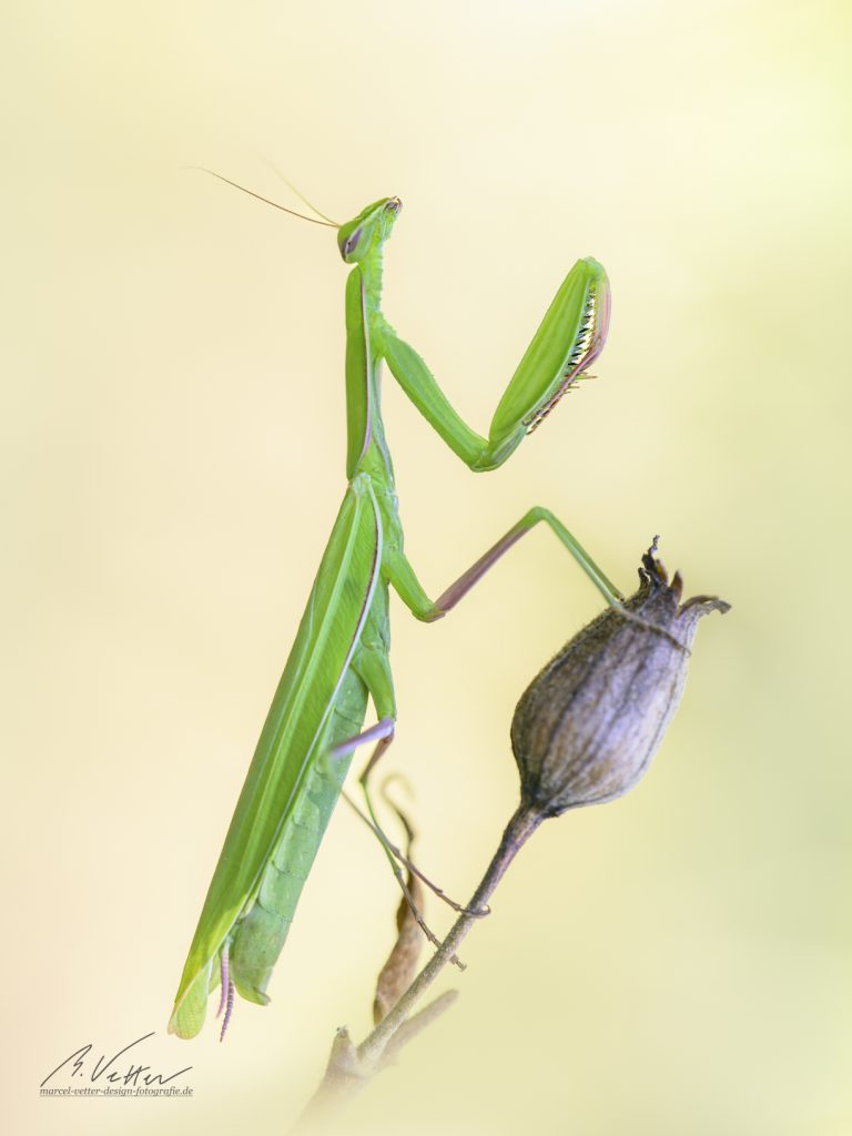 Gottesanbeterin (Mantis religiosa)