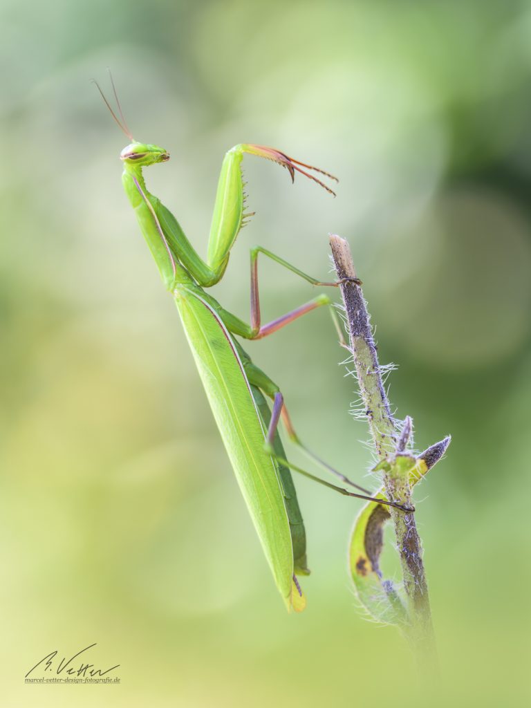 Gottesanbeterin (Mantis religiosa)