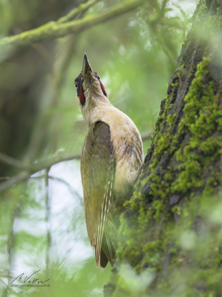 Grünspecht (Picus viridis)