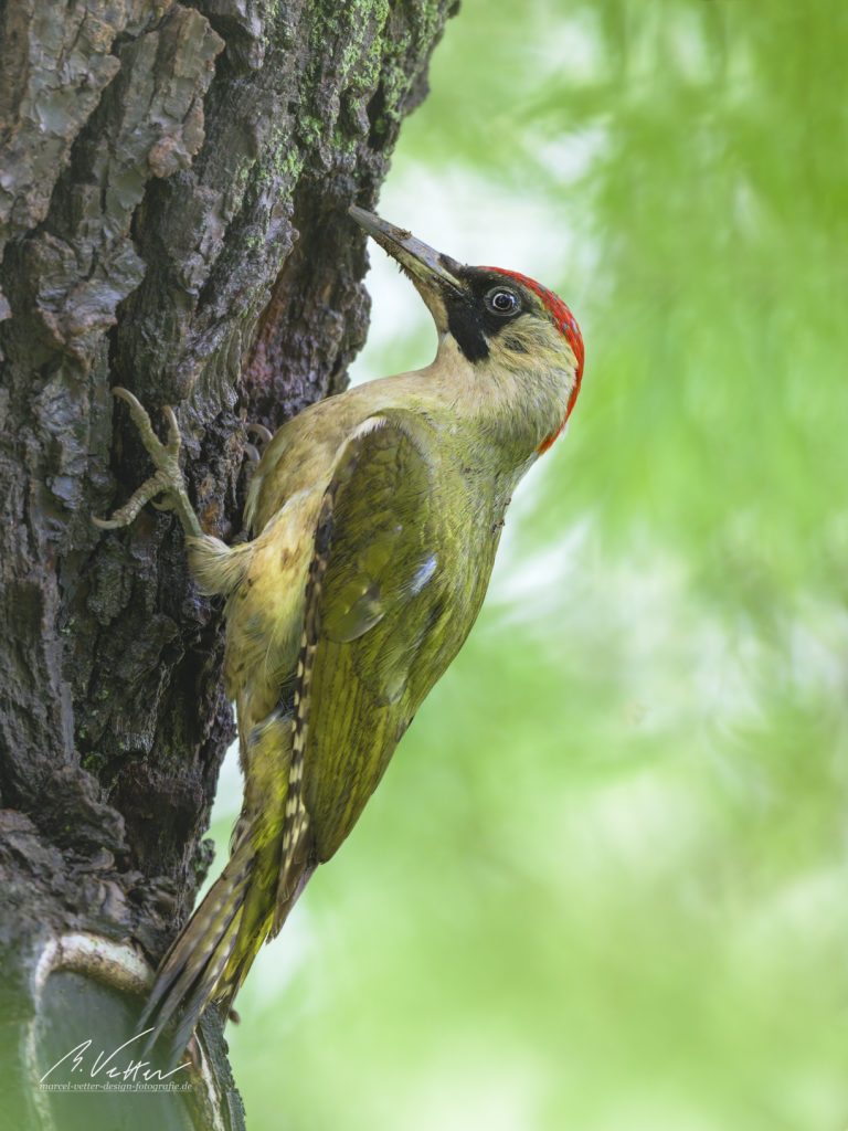 Grünspecht (Picus viridis)