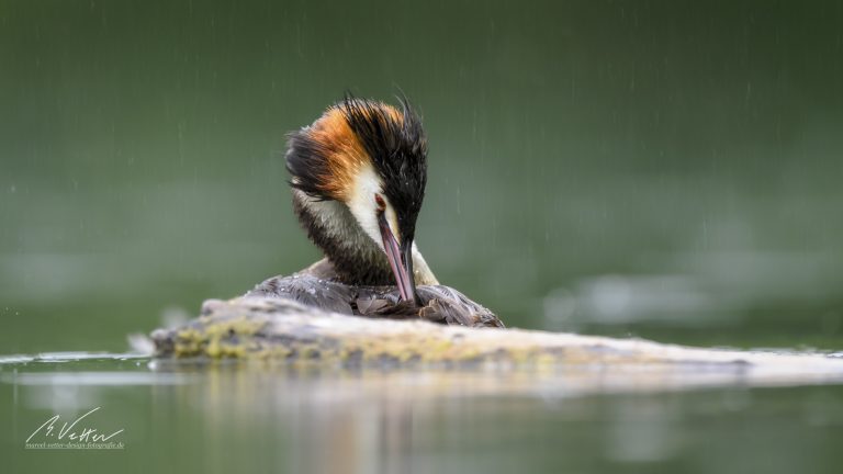 Haubentaucher (Podiceps cristatus)