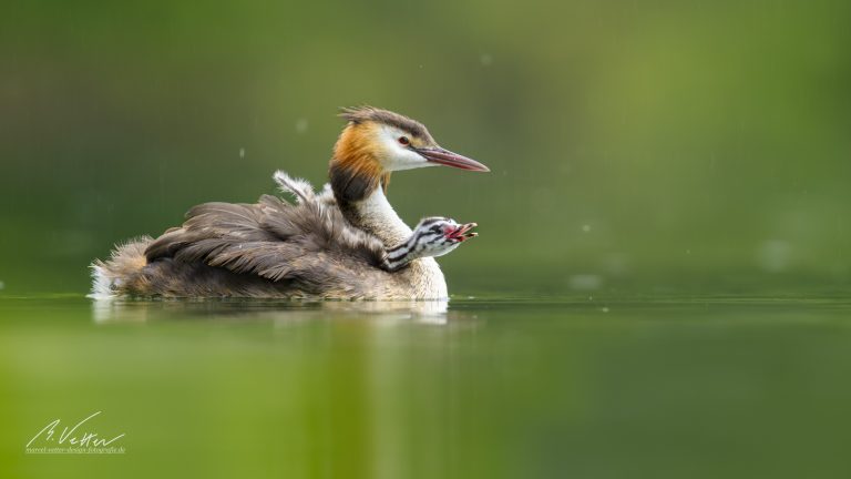 Haubentaucher (Podiceps cristatus)