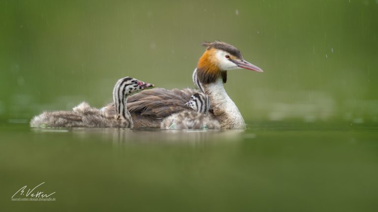 Haubentaucher (Podiceps cristatus)