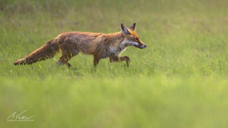 Rotfuchs (Vulpes vulpes)