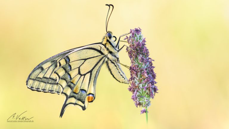 Schwalbenschwanz (Papilio machaon)