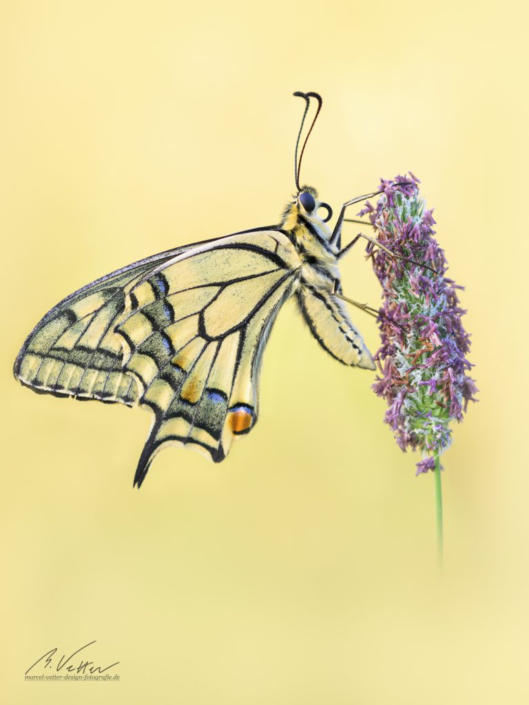 Schwalbenschwanz (Papilio machaon)