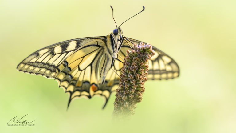 Schwalbenschwanz (Papilio machaon)