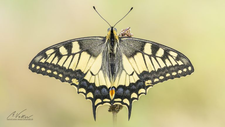 Schwalbenschwanz (Papilio machaon)