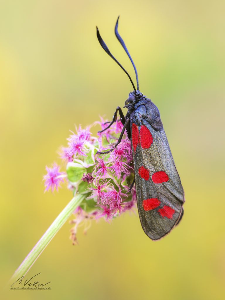 Sechsfleck-Widderchen (Zygaena filipendulae)