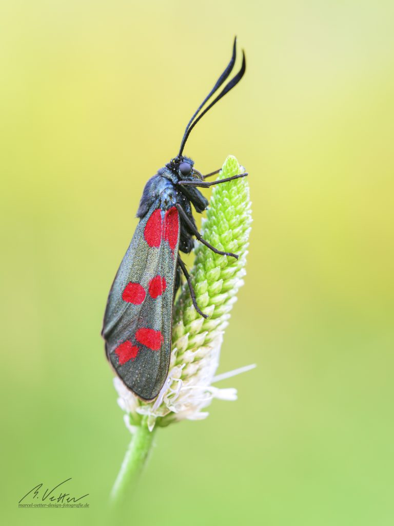 Sechsfleck-Widderchen (Zygaena filipendulae)