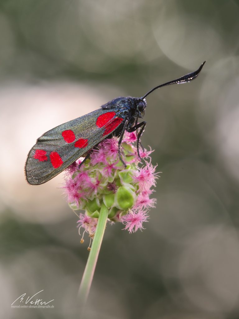 Sechsfleck-Widderchen (Zygaena filipendulae)